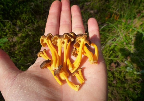 Mushroom gallery